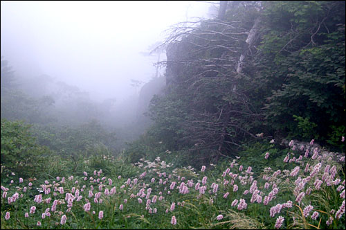 지리산 종주 중에 찍은 범꼬리 